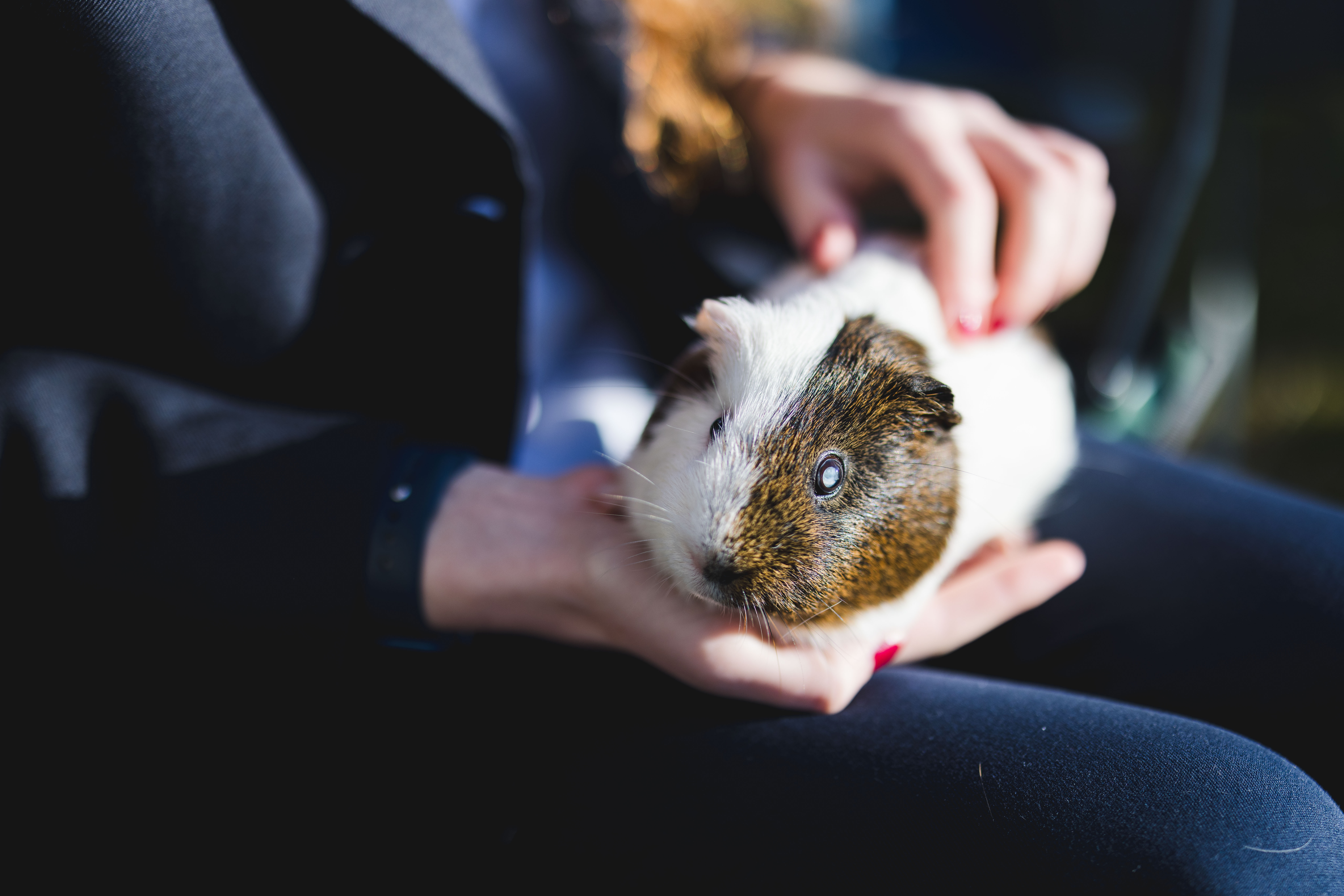 Guinea Pigs